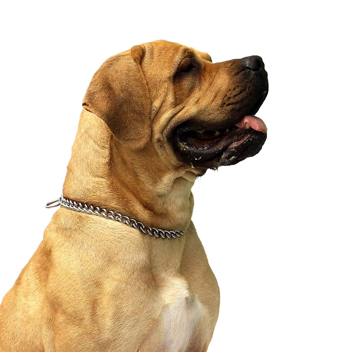 Tan Mastiff Dog Profile