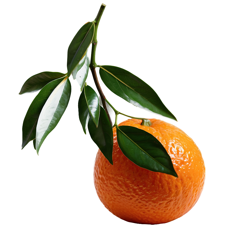 Tangerine Orange Png Crc