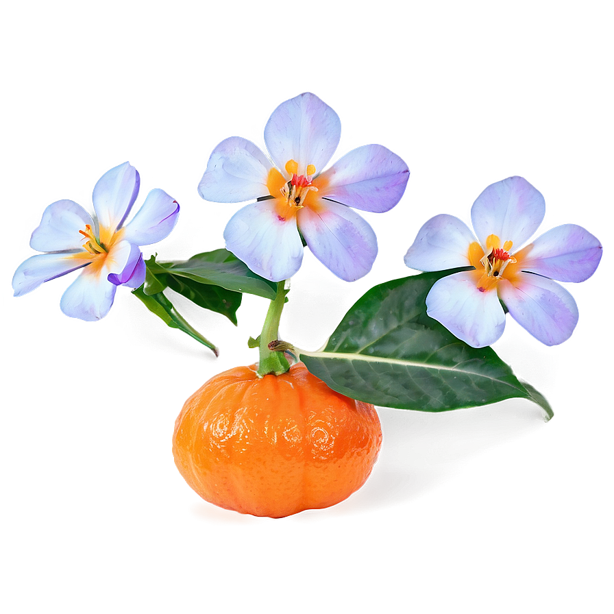 Tangerine With Flowers Png 06122024