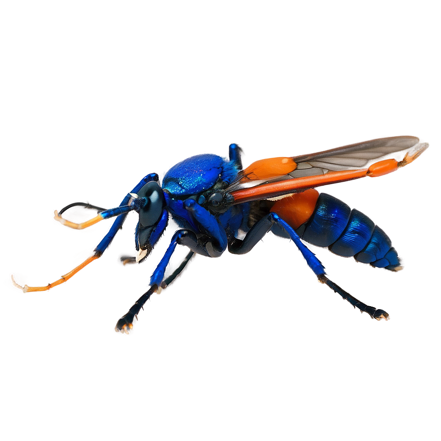 Tarantula Hawk Sting Png 06112024