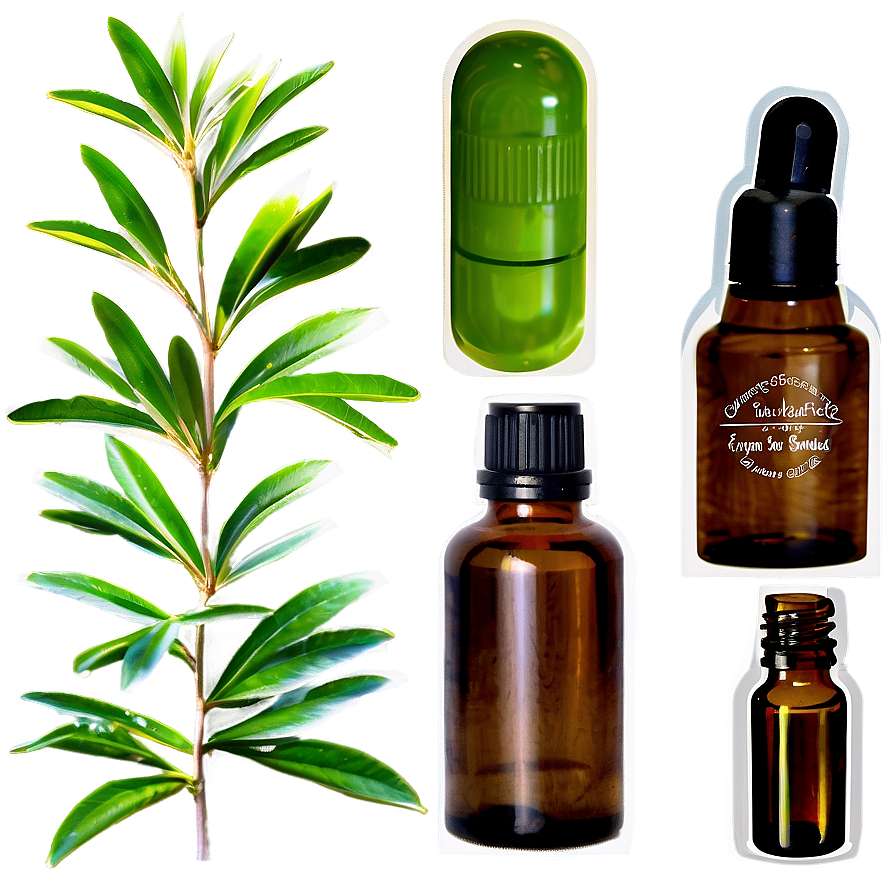 Tea Tree Essential Oil Png Qol90