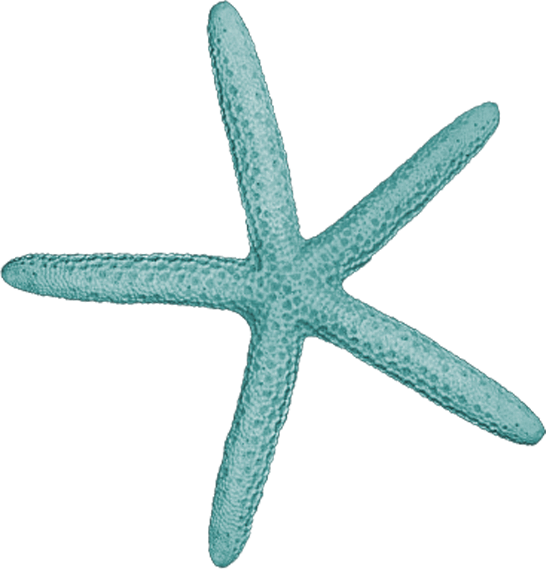 Teal_ Starfish_ Clipart