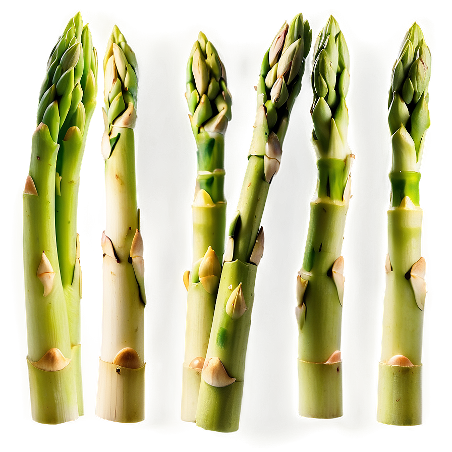 Tender Asparagus Spears Png 31