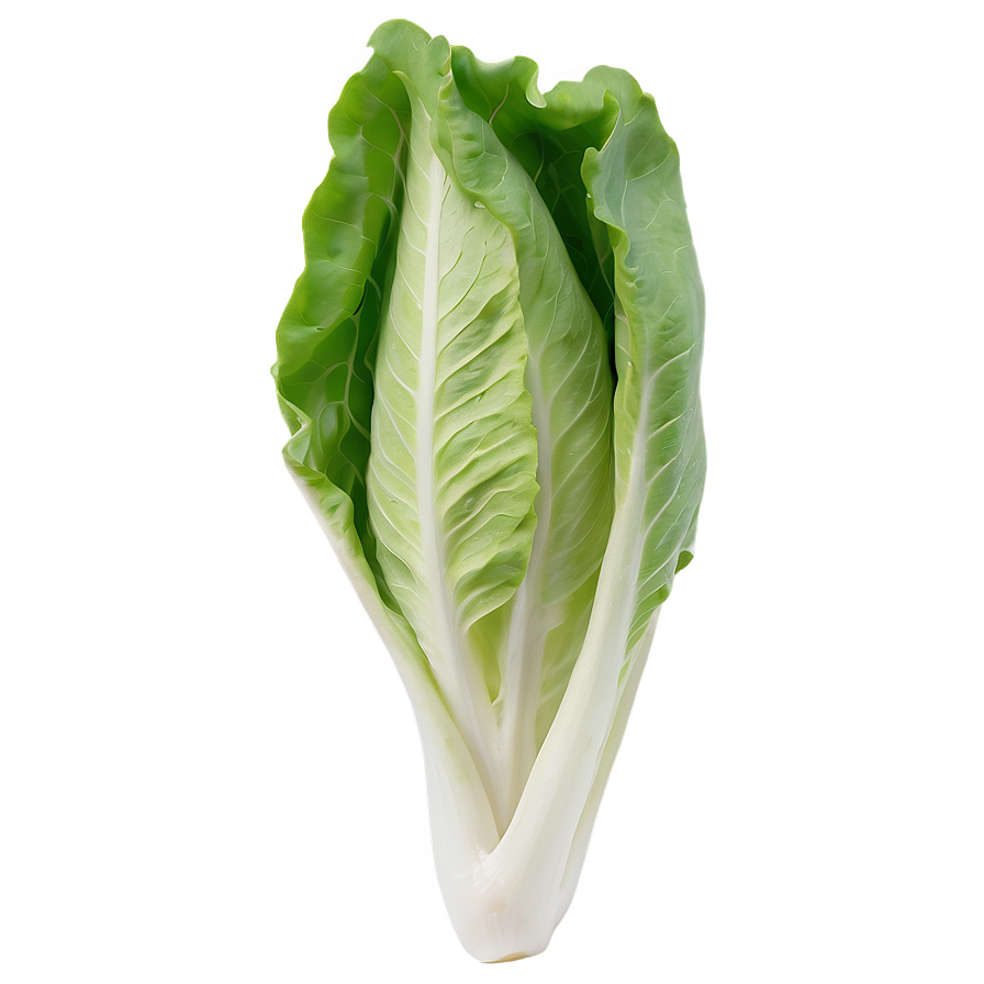 Tender Lettuce Png 05242024