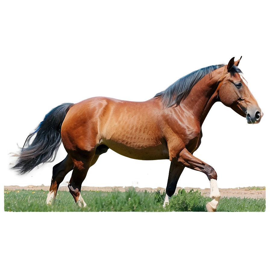 Tennessee Walking Horse Png 06122024