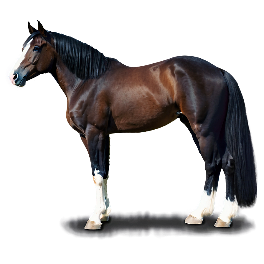 Tennessee Walking Horse Png Dnt21