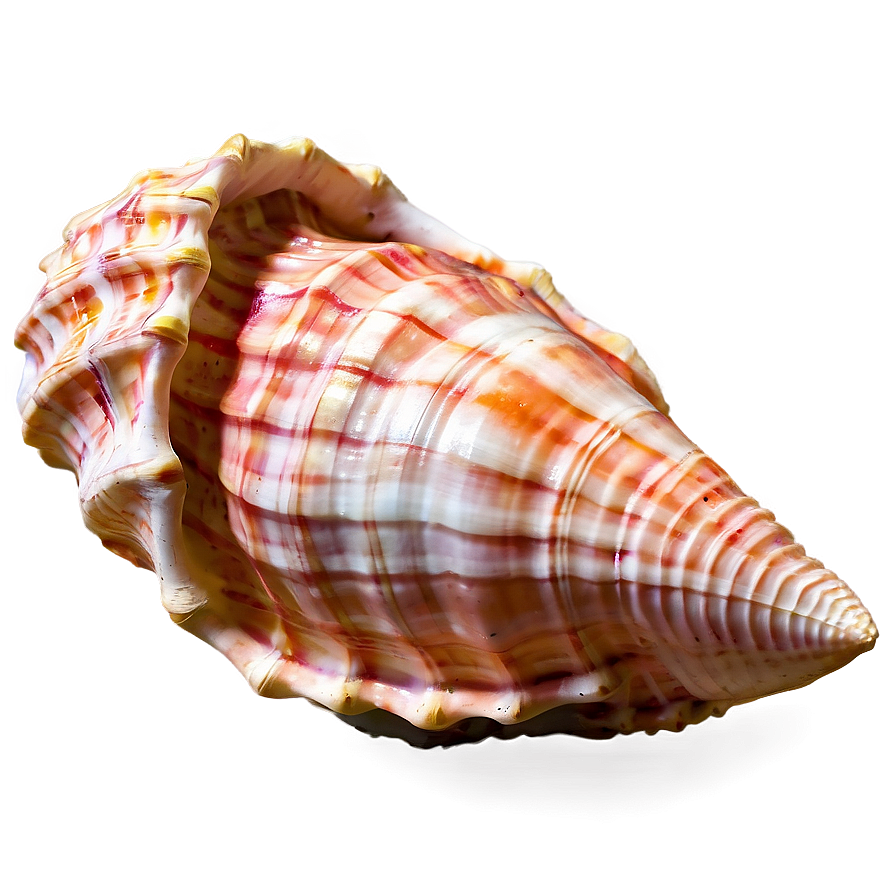 Textured Conch Shell Png 06132024