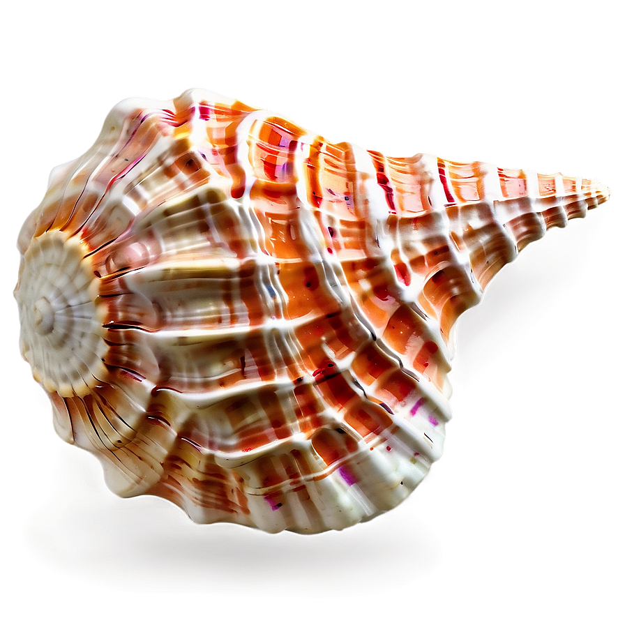 Textured Conch Shell Png Gjl33