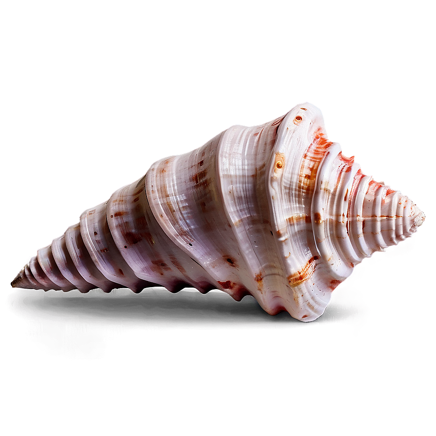 Textured Conch Shell Png His