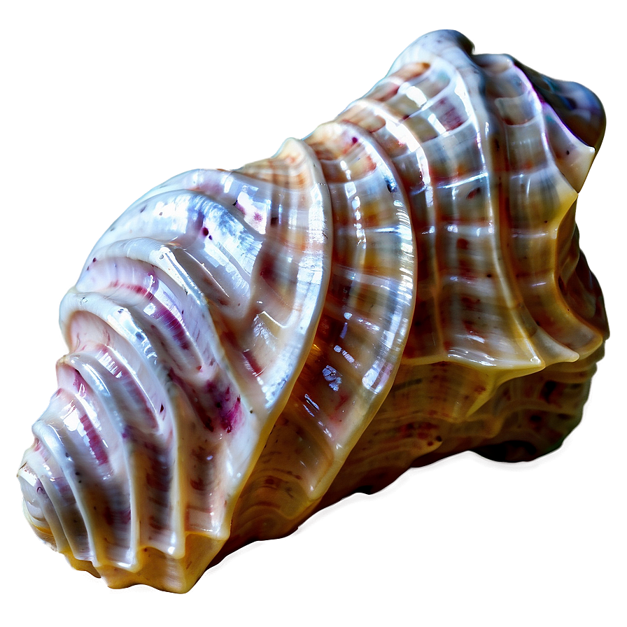 Textured Conch Shell Png Xoo