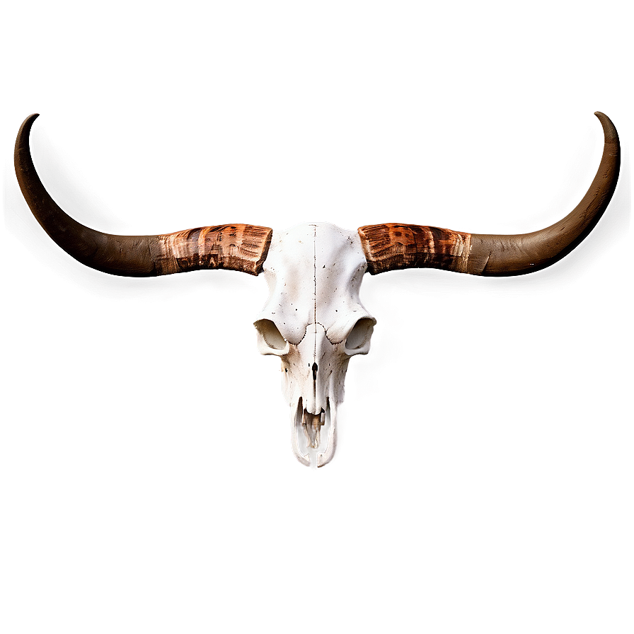 Textured Longhorn Skull Model Png Llp65