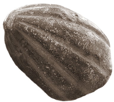 Textured Squash Closeup