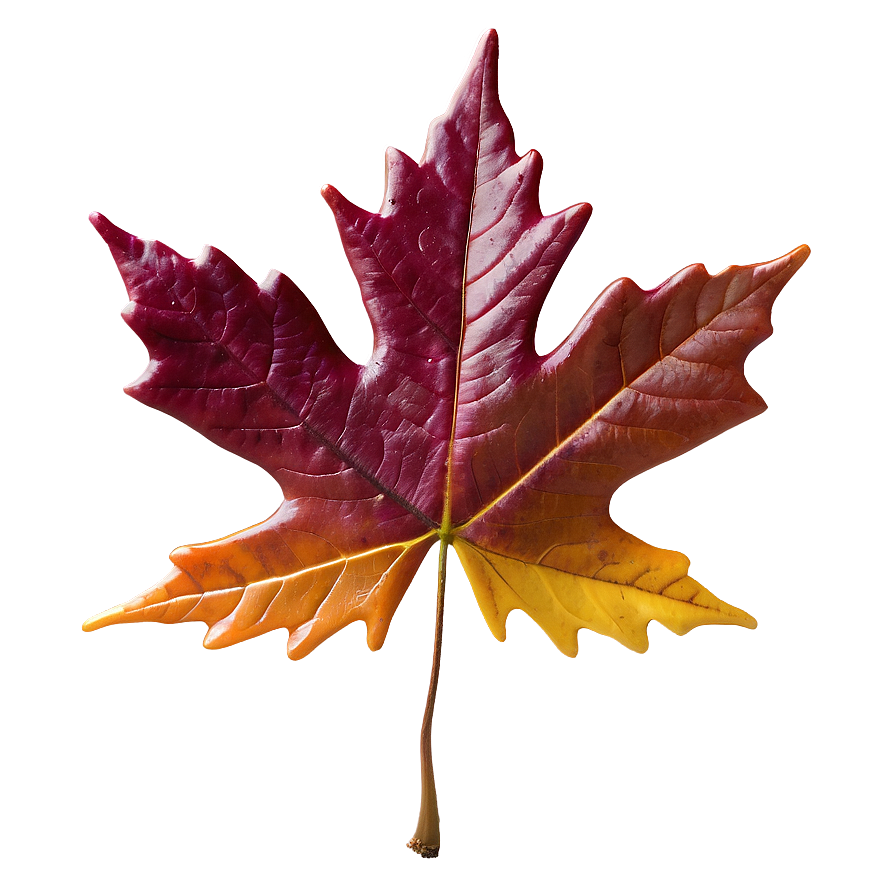 Thanksgiving Maple Leaves Png Lef