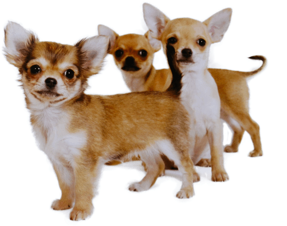 Three Chihuahua Puppies Together