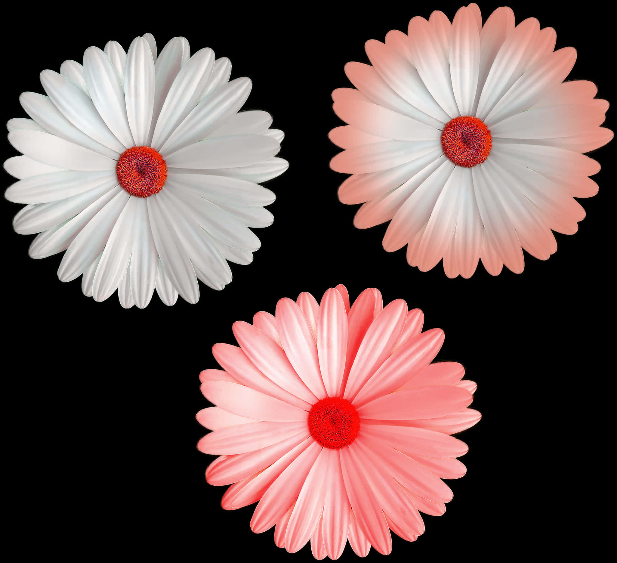 Three Colorful Daisies Black Background