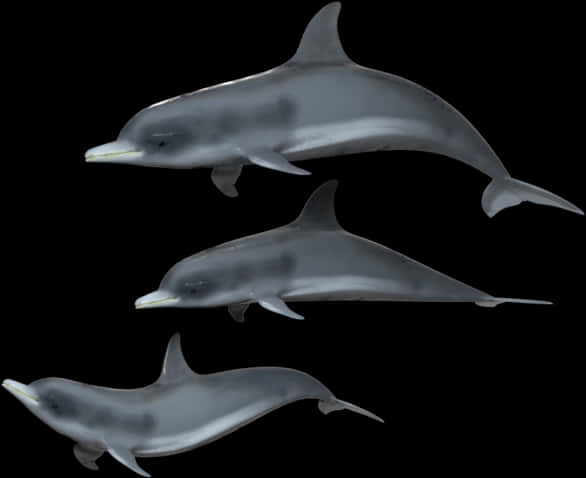 Three Dolphins Against Black Background