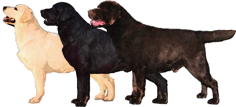 Three Labrador Retriever Coat Colors