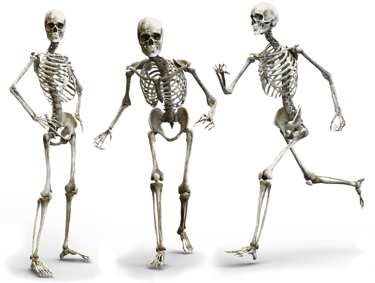 Three Skeletons Posing