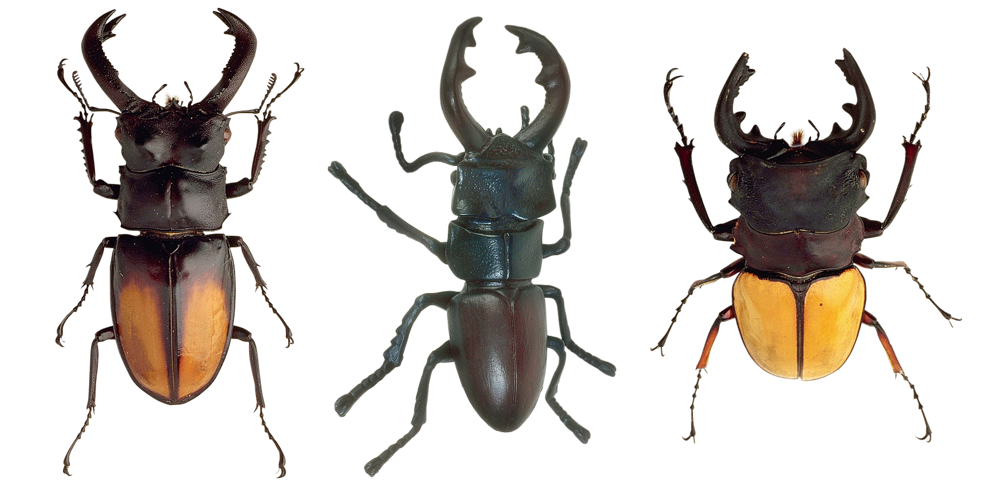 Three_ Stag_ Beetles_ Showcase