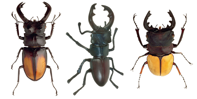 Three Stag Beetles Variety