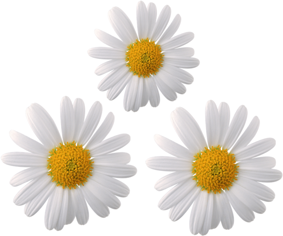 Three White Daisieson Grey Background