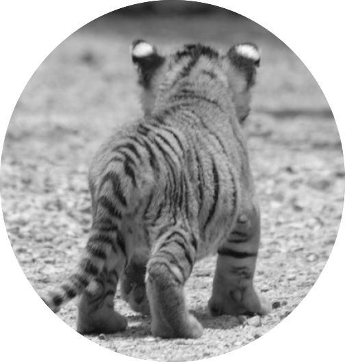 Tiger Cub Walking Away