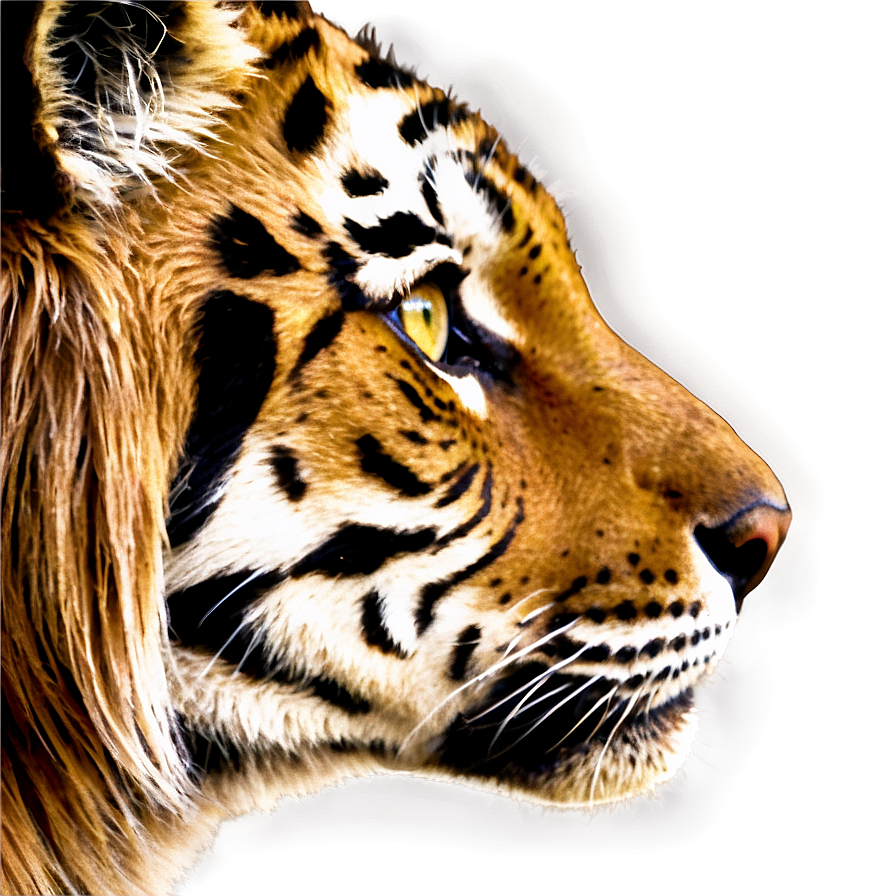 Tiger Eyes Png Kng