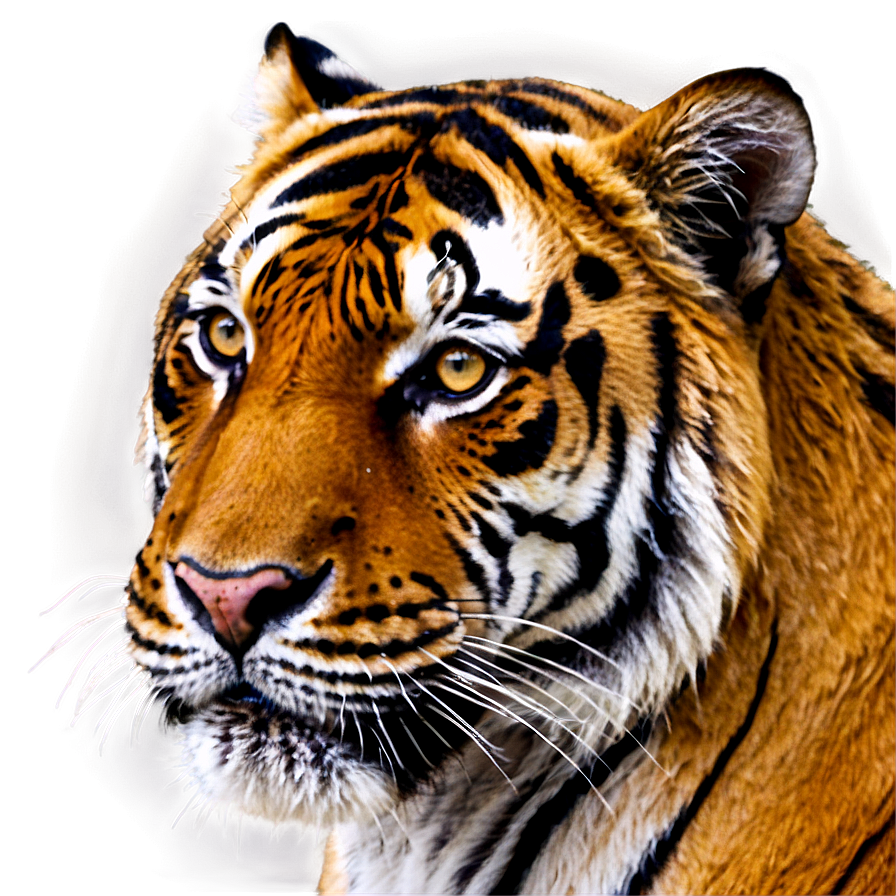 Tiger Face Close-up Png 22