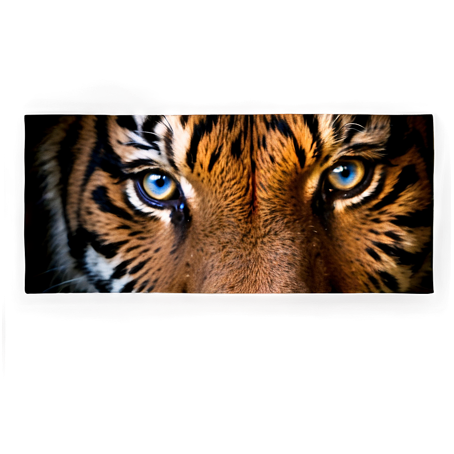 Tiger Face On Dark Background Png 06252024