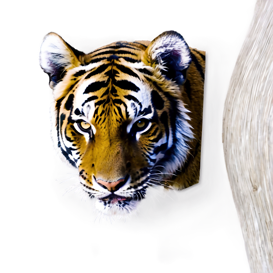 Tiger Face With Open Mouth Png Upi12