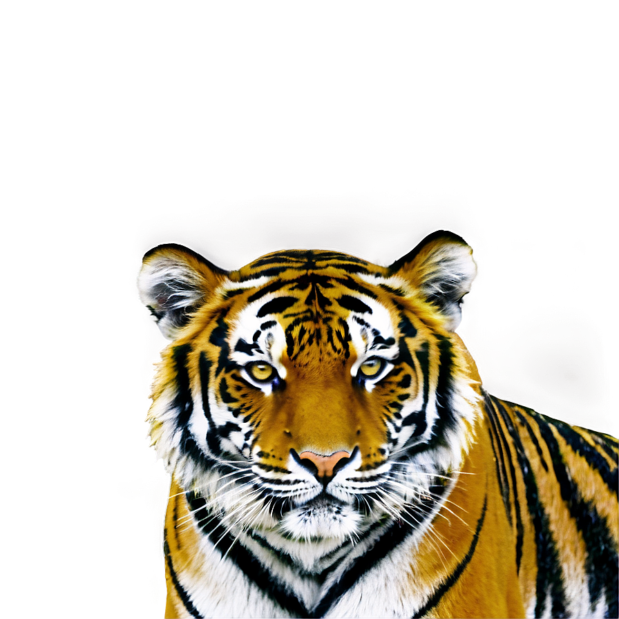 Tiger In Jungle Png 40