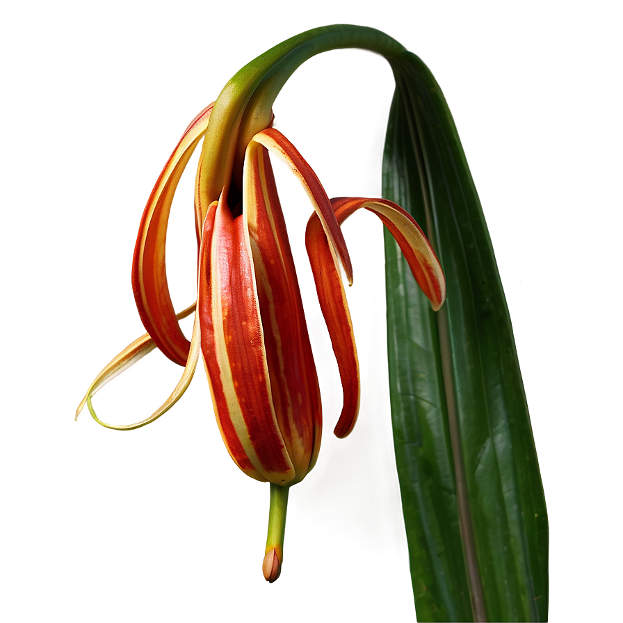 Tiger Lily Flower Png Hae60