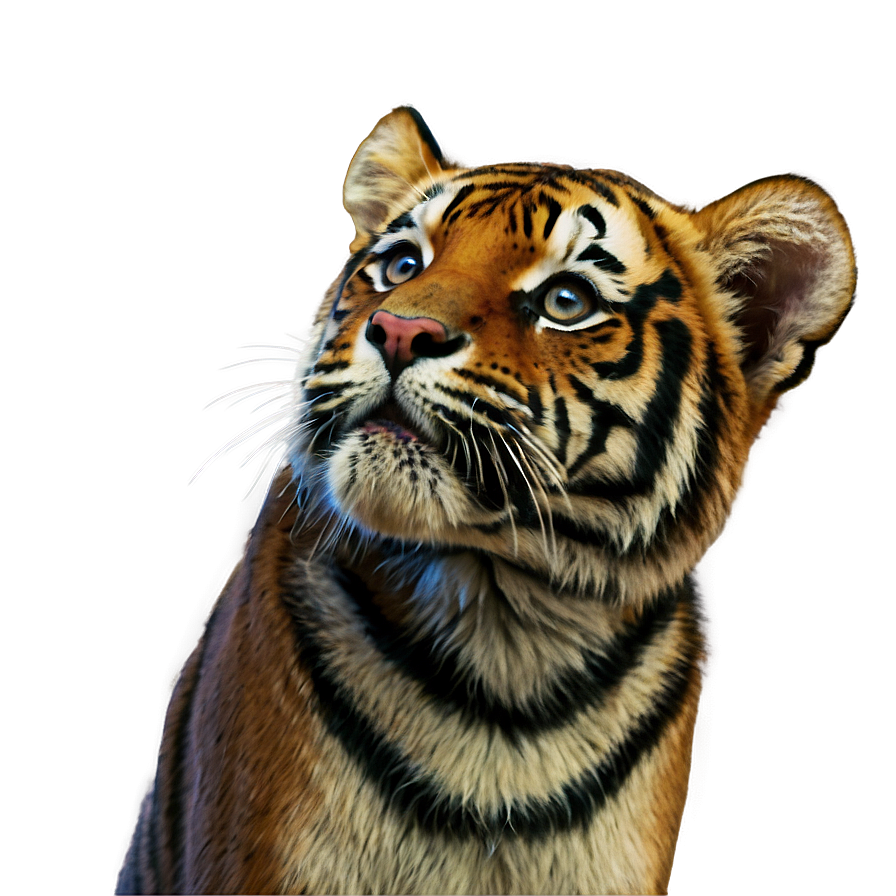 Tiger Looking Up Png 49