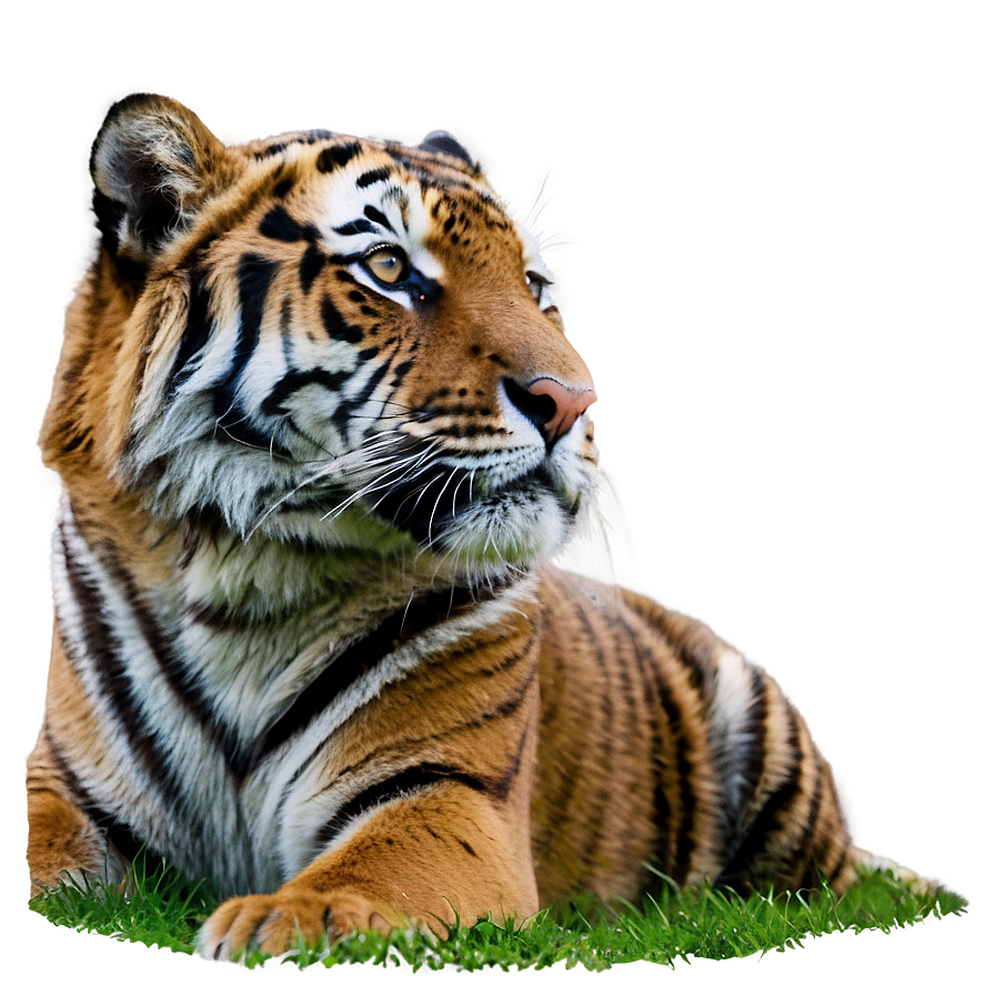 Tiger Looking Up Png Ohc