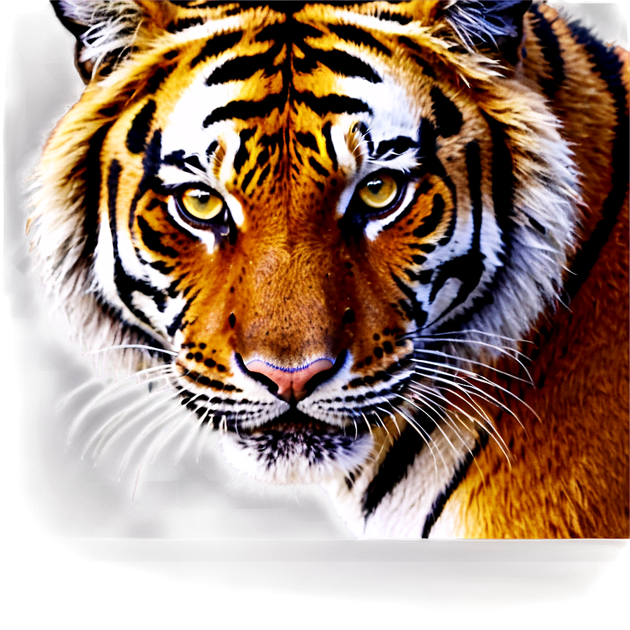 Tiger Portrait Png Eyq96