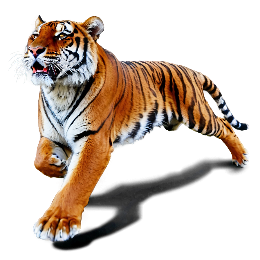 Tiger Running Png Lit