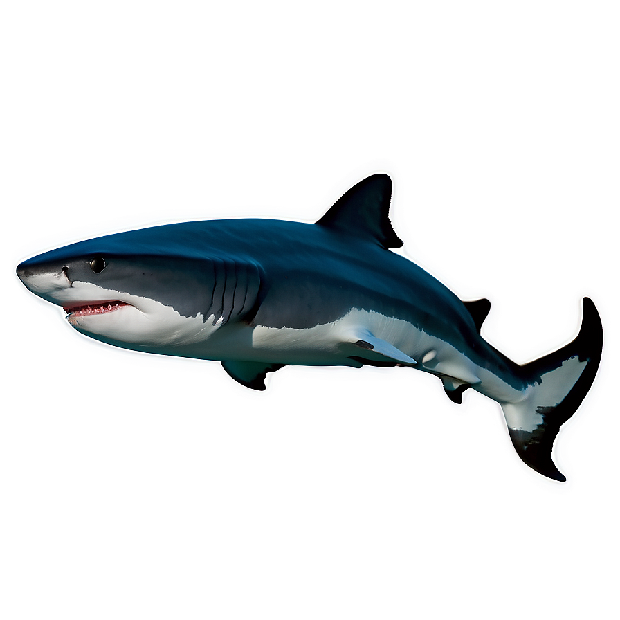 Tiger Shark Black And White Png 85