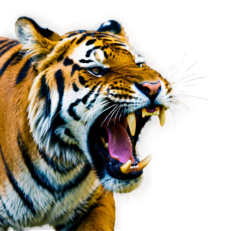 Tiger Showing Teeth Png Rwm