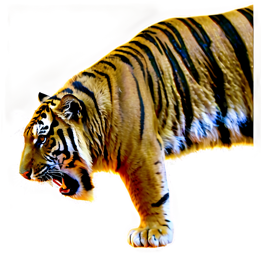 Tiger Sketch Png 05032024