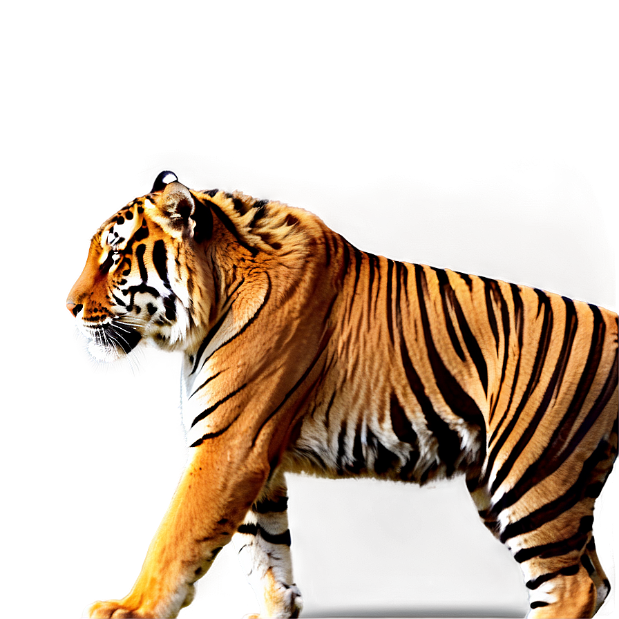 Tiger Walking Png Era