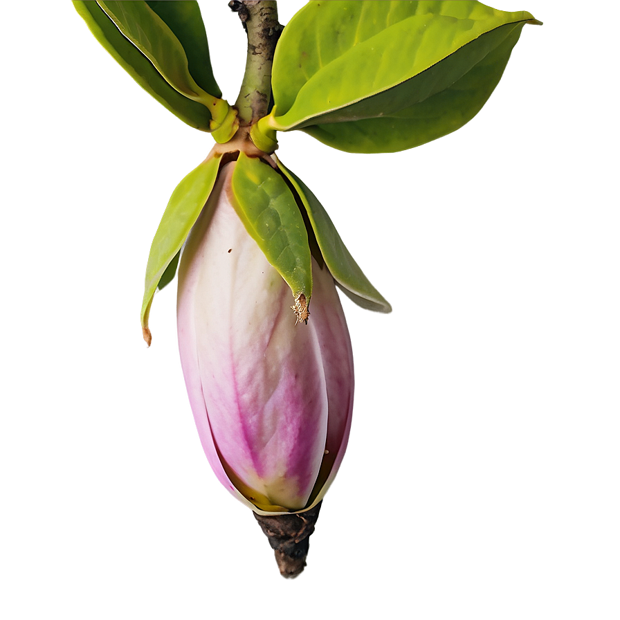 Time-lapse Magnolia Bud Png 06252024