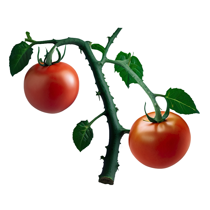 Tomato Vine Isolated Png 49