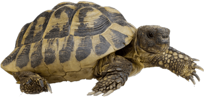 Tortoise_ Profile_ View