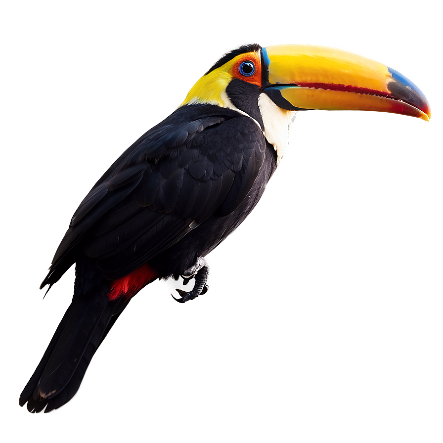 Toucan In Flight Silhouette Png 16