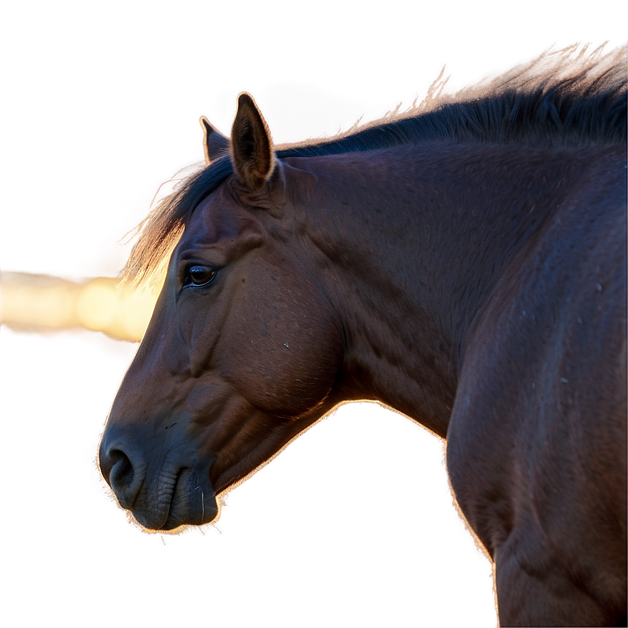 Tranquil Mustang Horse Sunrise Png Tpn94