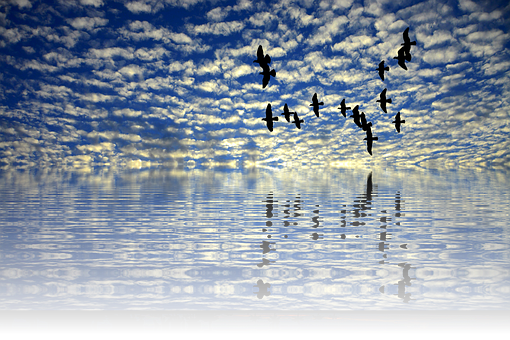 Tranquil_ Sea_and_ Sky_with_ Birds