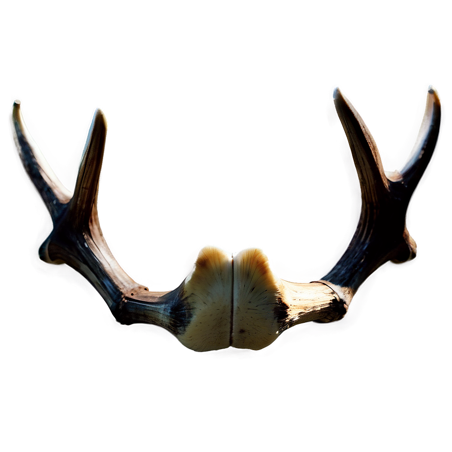 Translucent Deer Antler Png 78