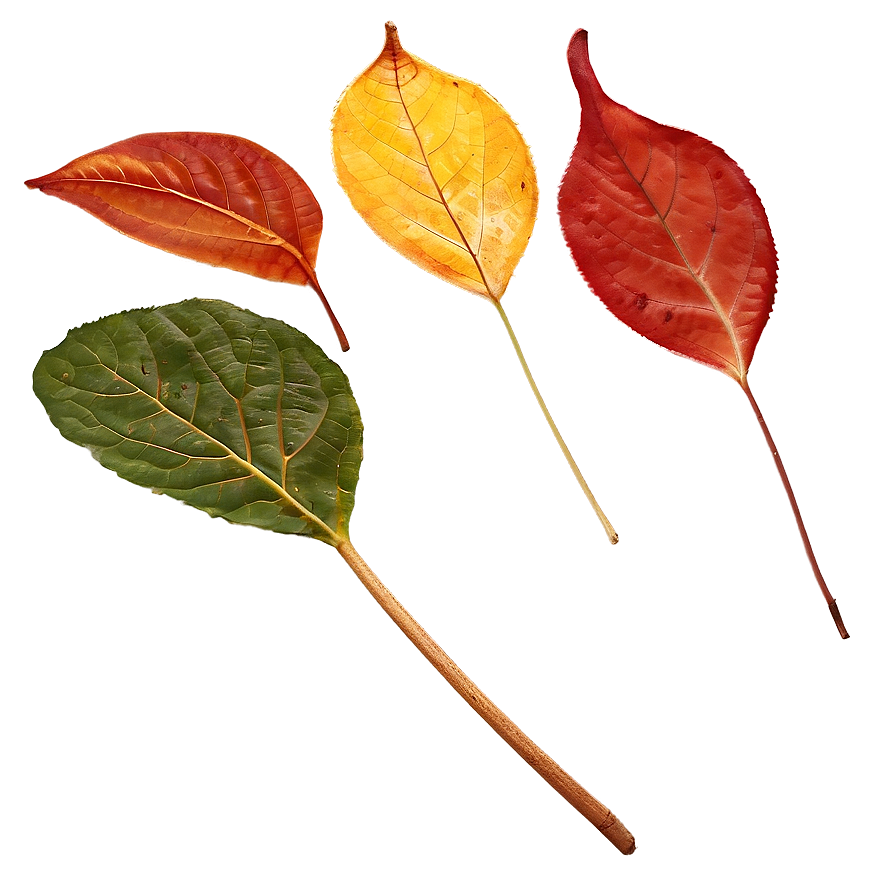 Transparent Autumn Leaf Png Tkt99