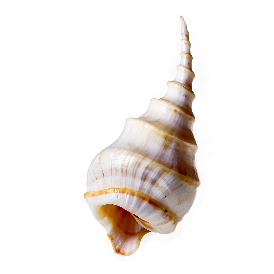 Transparent Background Conch Shell Png Gqn