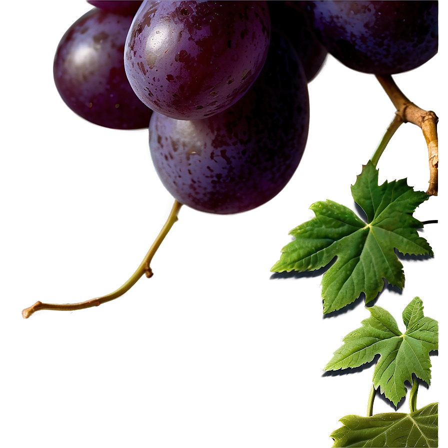 Transparent Grape Png 06292024